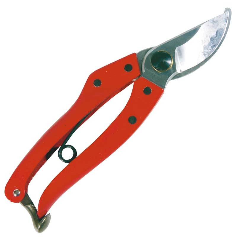 SILKY, SEKATÖR GOLDENSTAR MEDIUM