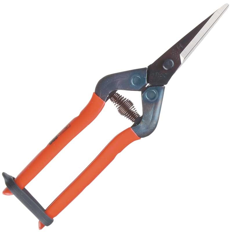 SILKY, BLOMSAX CHIKAMASA